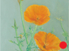 CA Poppy 5"x7"