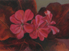 Geranium 5"x7"