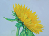 Tournesol 5"x7"