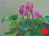 Cyclamen(2) 5 " x 7 "