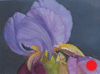 Purple Iris 4" x 5" 3/4