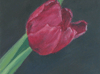 Red tulip 5"x7"