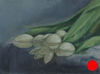 White Tulip 5"x7"