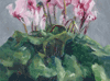 Pink Cyclamen 6"x8"