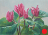 Cyclamen 5"x7"