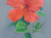 Oraneg hibiscus 5"x7"