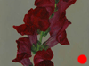 Crimson Snapdragon 5"x7"