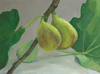 Three Brown Turkey Figs #2 5"x7"